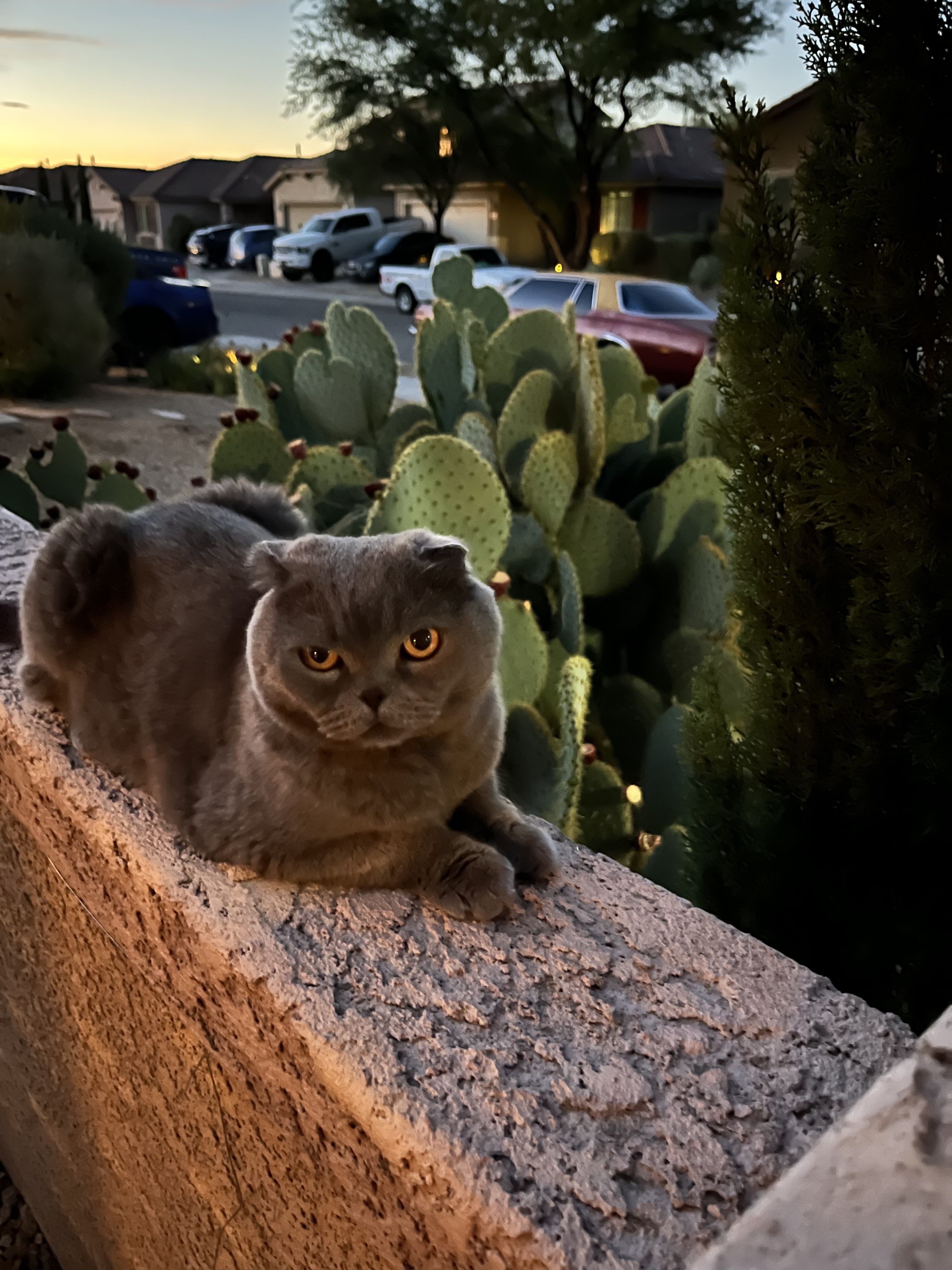 Plushu on the wall at desert sunset