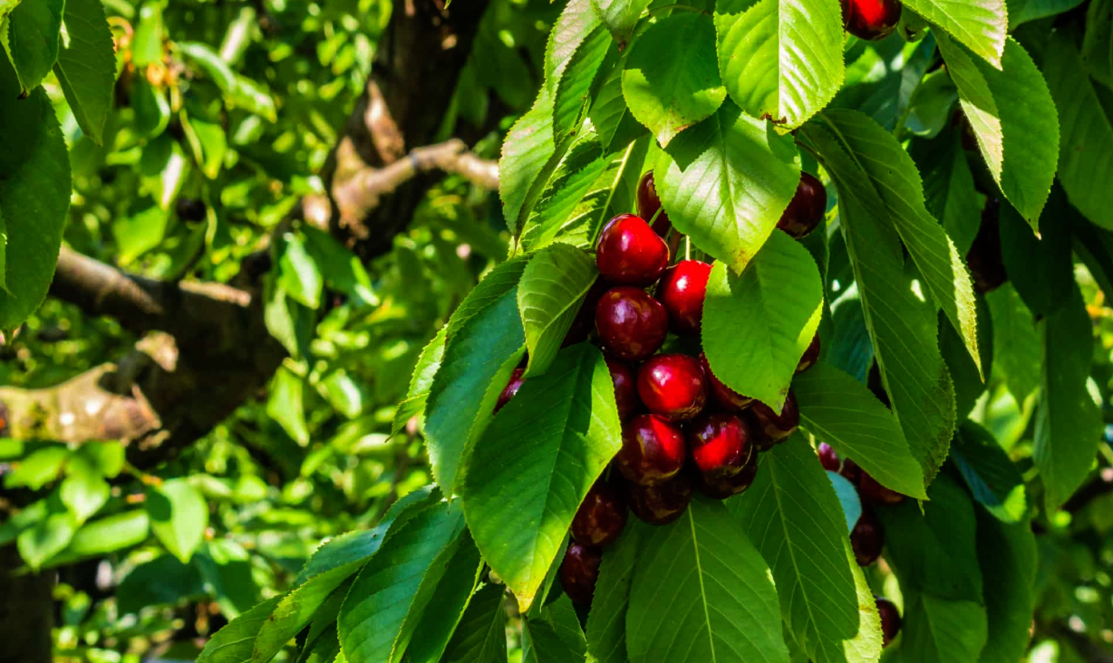 Cherry Tree · Tree-Pulled · KenshoTek Field Kitchen