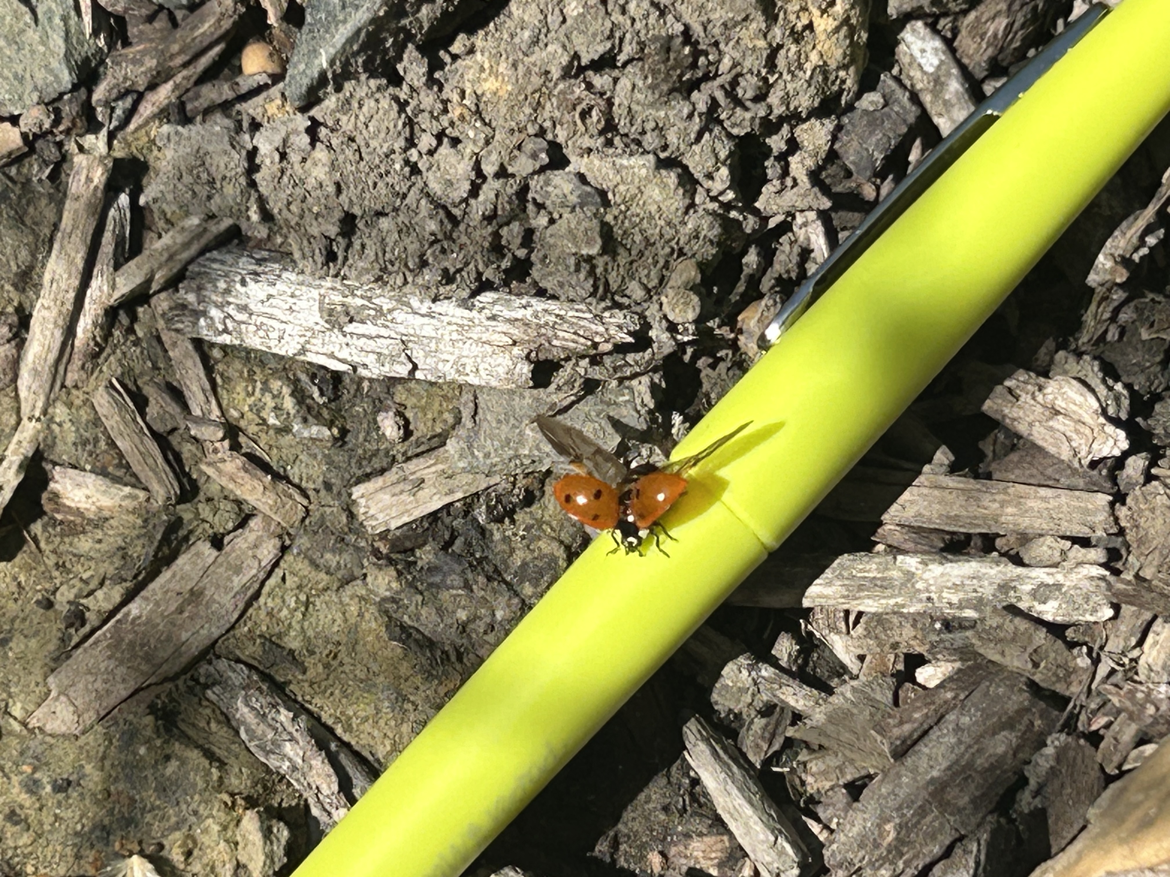 ladybug on yellow highlighter at CVS