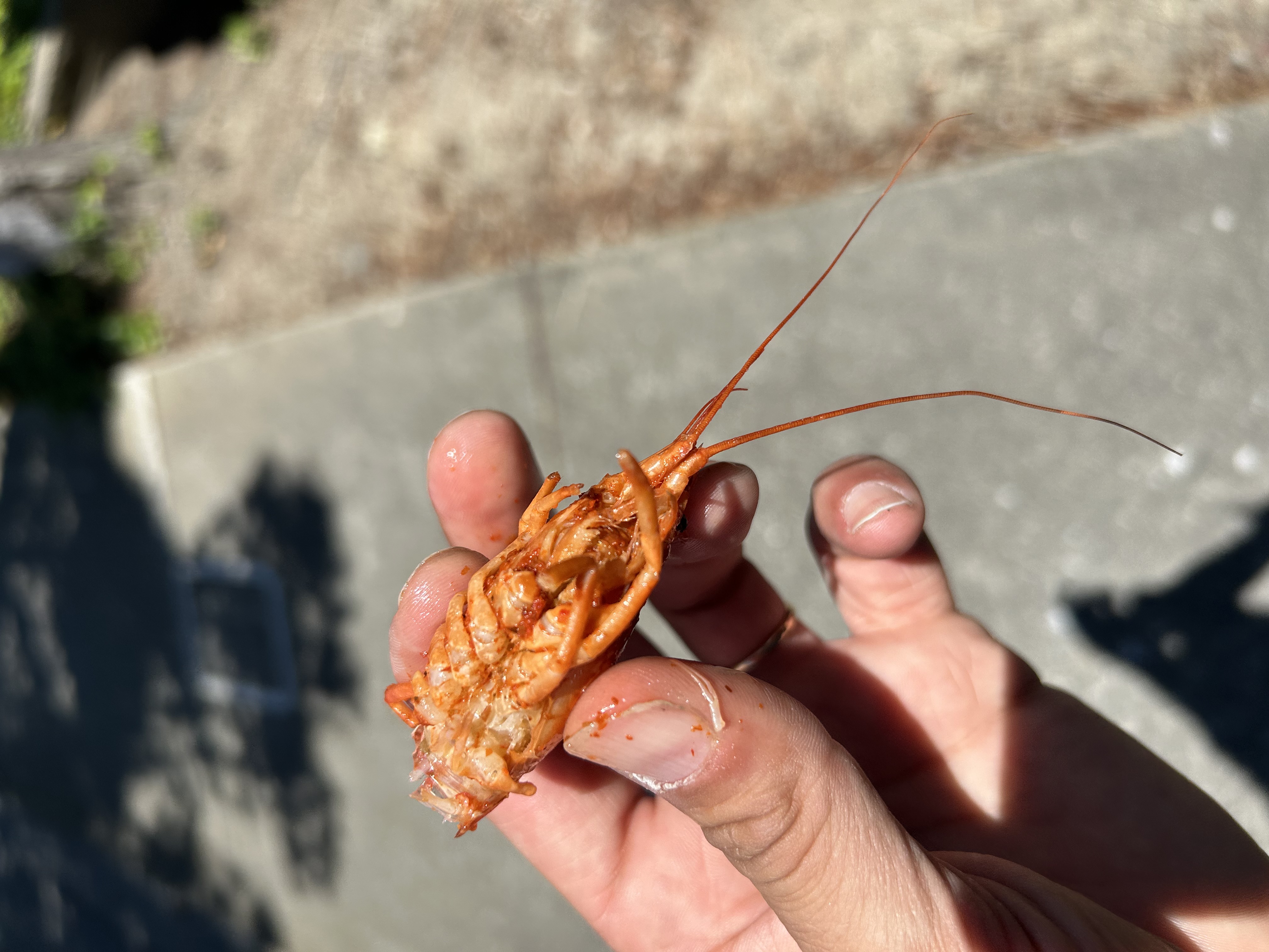 Dead crawdad held up — Lucky's pre-game omen