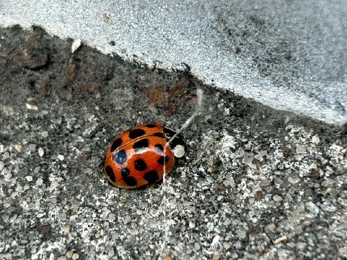 Figure 2 — Harmonia axyridis (Asian lady beetle) on concrete substrate adjacent to spider silk filament. Pinole CA, May 2026.