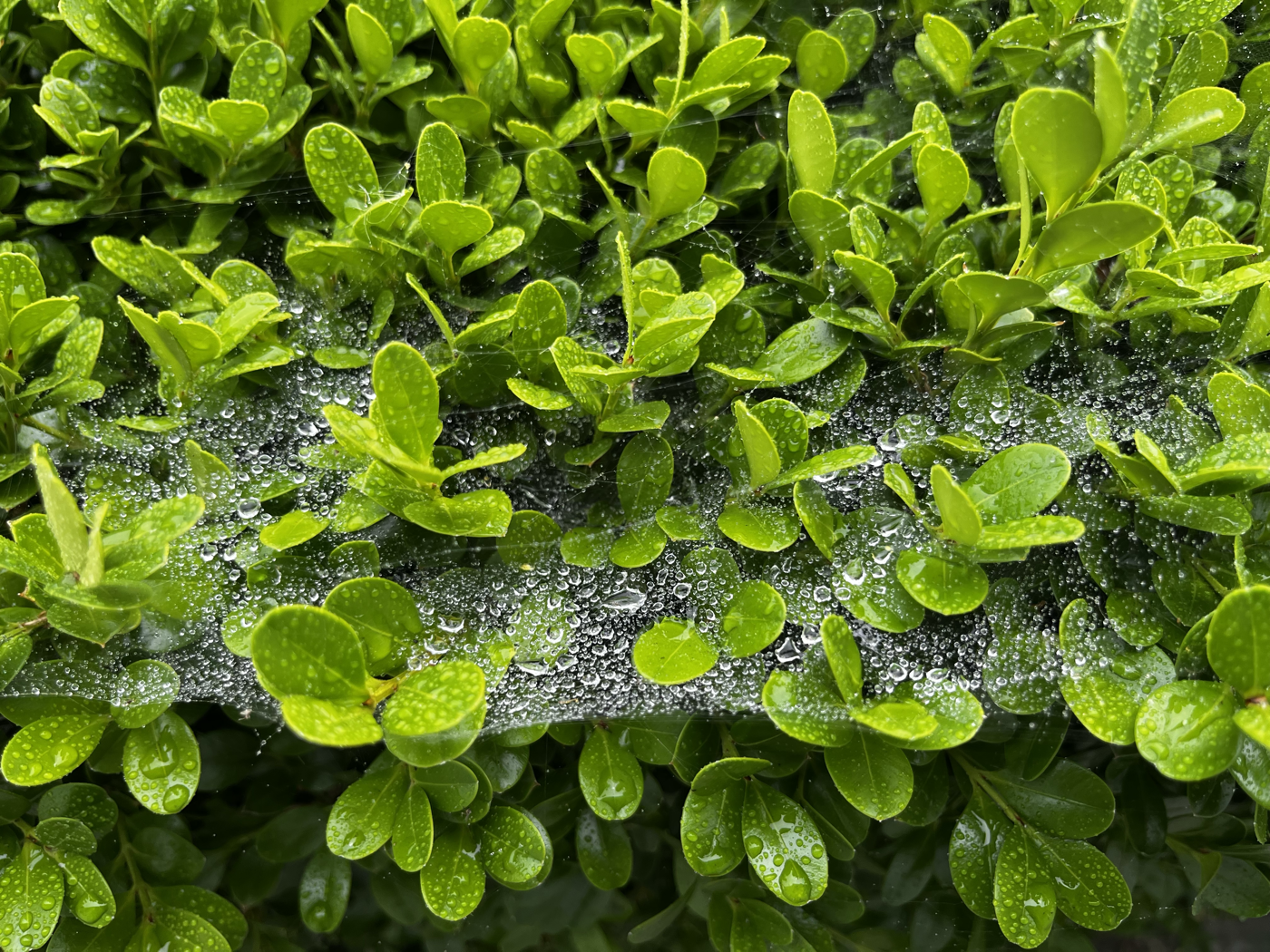 Figure 1 — Field specimen: spider silk filament array with condensed dew droplets. Pinole CA, May 2026.