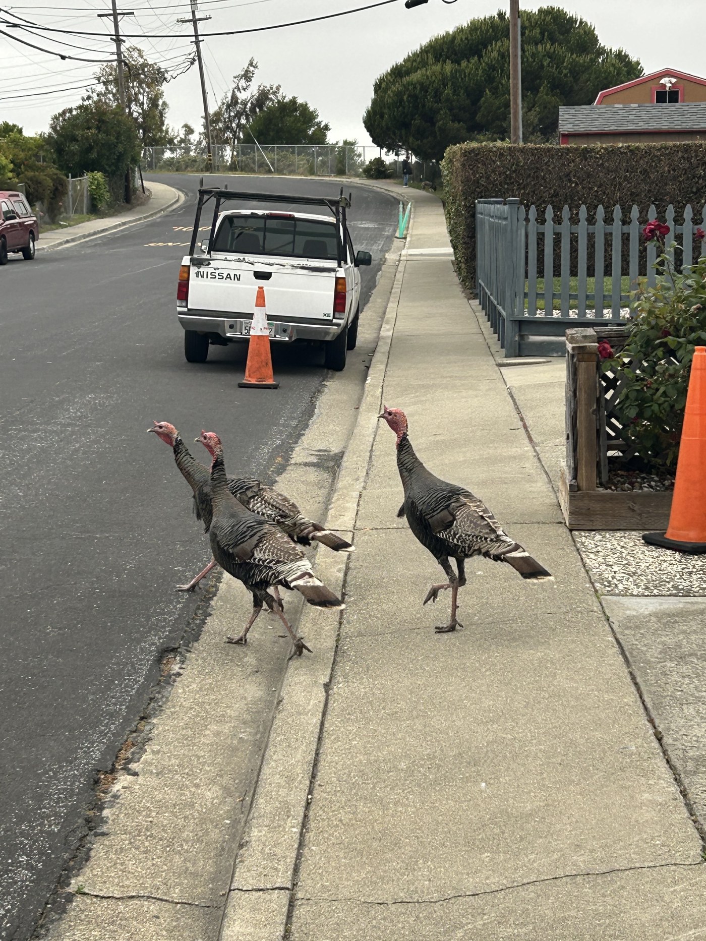Three wild turkeys walking the sidewalk in Pinole, CA