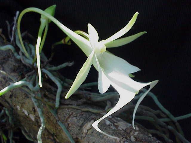 Dendrophylax lindenii — Ghost Orchid